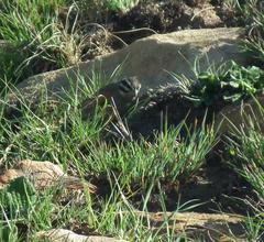 Emberiza capensis basutoensis