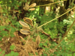 Lomatium dissectum dissectum