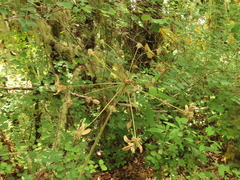 Lomatium dissectum dissectum