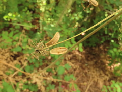 Lomatium dissectum dissectum