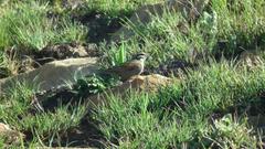 Emberiza capensis basutoensis