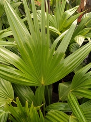 Rhapis excelsa