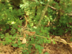 Lomatium dissectum dissectum
