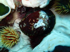 Haliotis spadicea