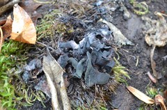 Ionomidotis irregularis