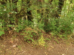 Lomatium dissectum dissectum