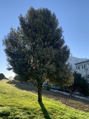 Tristaniopsis obovata