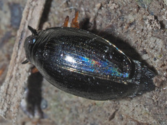Gyrinus substriatus