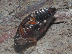 Gyrinus substriatus