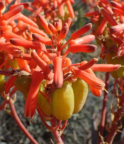 Aloe striata