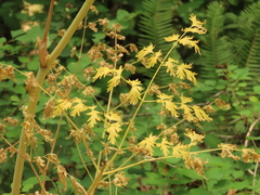 Lomatium dissectum dissectum