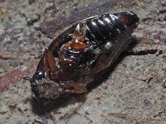 Gyrinus substriatus