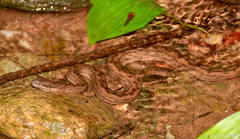Tropidophis melanurus