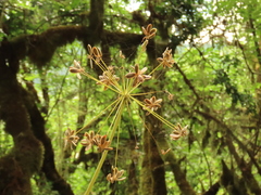 Lomatium dissectum dissectum