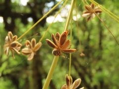 Lomatium dissectum dissectum