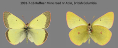 Colias gigantea