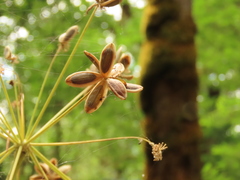 Lomatium dissectum dissectum