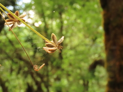 Lomatium dissectum dissectum