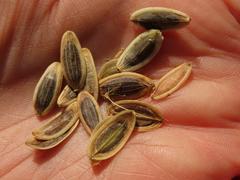 Lomatium dissectum dissectum