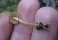 Conocybe vexans