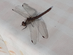 Sympetrum sanguineum