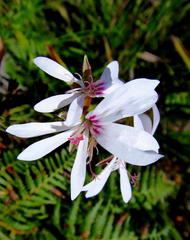 Pelargonium ternatum