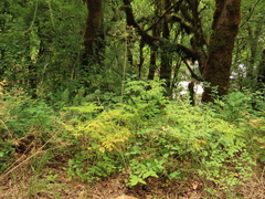 Lomatium dissectum dissectum