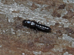 Dadobia immersa
