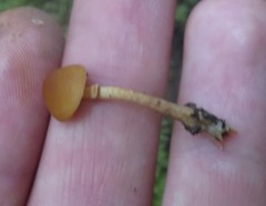 Conocybe vexans