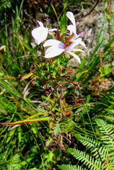 Pelargonium ternatum