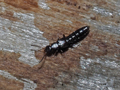 Dadobia immersa