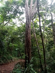 Lonchocarpus vallicola