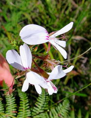 Pelargonium ternatum