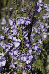 Prostanthera teretifolia
