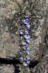 Prostanthera teretifolia