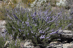Prostanthera teretifolia