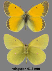 Colias hecla