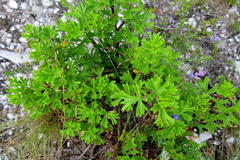 Pelargonium ternatum