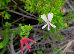 Pelargonium ternatum