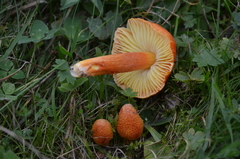 Hygrocybe intermedia
