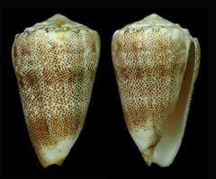 Conus arenatus