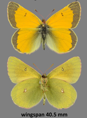 Colias hecla