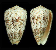 Conus arenatus