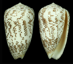 Conus arenatus