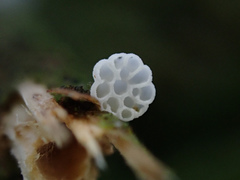 Panellus minimus