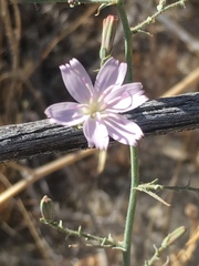 Stephanomeria exigua exigua