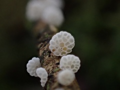 Panellus minimus
