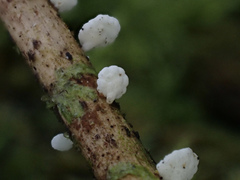 Panellus minimus