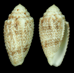 Conus arenatus