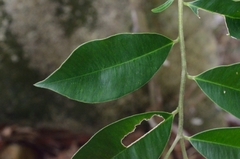 Aquilaria sinensis